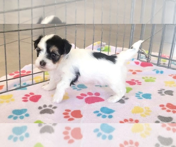 Medium Photo #5 Havanese Puppy For Sale in ORO VALLEY, AZ, USA