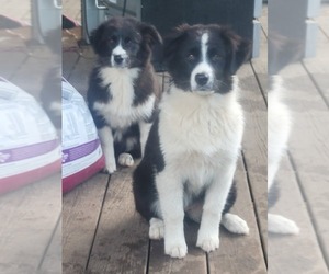 Australian Shepherd Puppy for sale in RAVENNA, MI, USA
