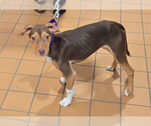 Sally Sue - Female Beagle-Unknown Mix Dog for Adoption - Photo #11