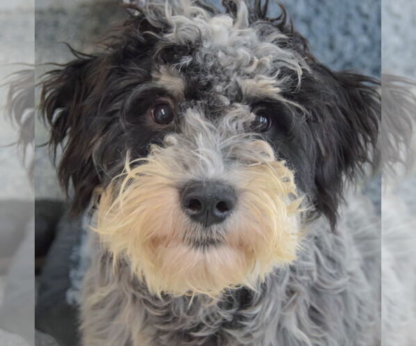 Medium Photo #6 Mutt Puppy For Sale in Huntley, IL, USA