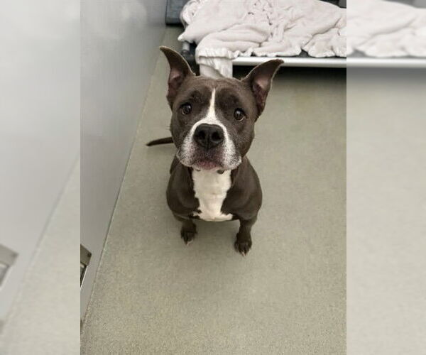 Medium Photo #2 Mutt Puppy For Sale in Fayetteville, NC, USA