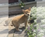 Small #2 Shiba Inu