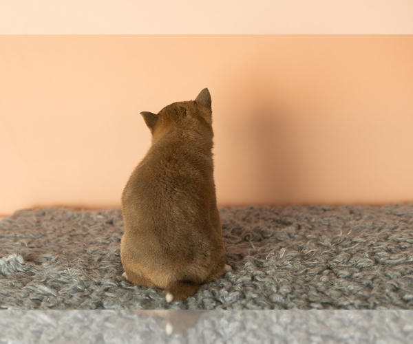 Medium Photo #6 Shiba Inu Puppy For Sale in MILLERSBURG, IN, USA