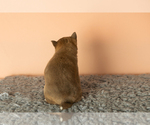 Small Photo #6 Shiba Inu Puppy For Sale in MILLERSBURG, IN, USA