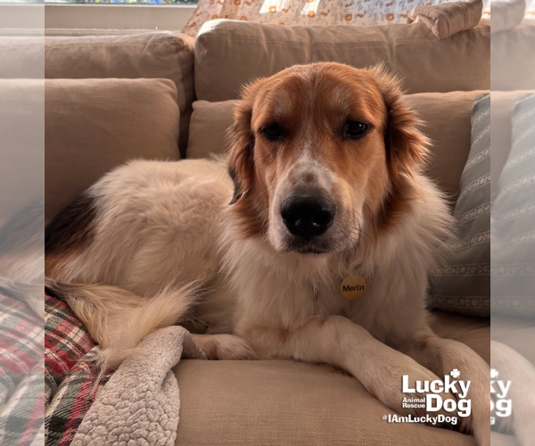 Medium Photo #2 Great Pyrenees-Unknown Mix Puppy For Sale in Washington, DC, USA
