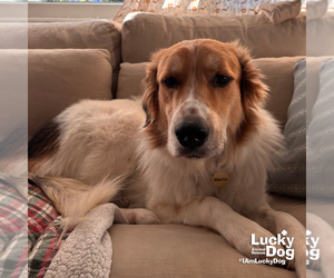 Kong - Female Great Pyrenees-Unknown Mix Dog for Adoption - Photo #2