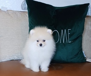 Pomeranian Puppy for sale in BEVERLY HILLS, CA, USA