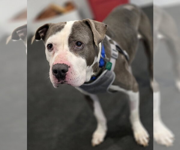 Medium Photo #5 Mutt Puppy For Sale in Clarkston, MI, USA