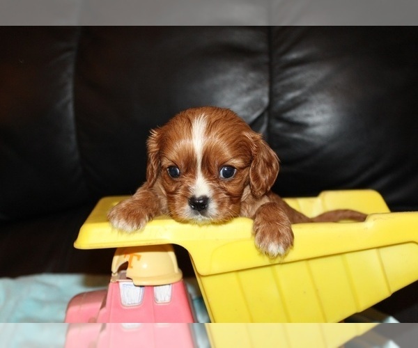 Medium Photo #5 Cavalier King Charles Spaniel Puppy For Sale in CLARKRANGE, TN, USA
