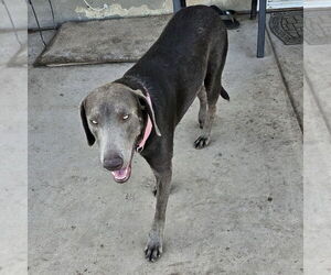 Weimaraner Mix Dog for Adoption in Oceanside, California USA