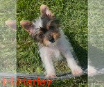 Image preview for Ad Listing. Nickname: Harley