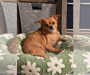 Chihuahua-Unknown Mix Dogs for adoption in Clarkston, MI, USA