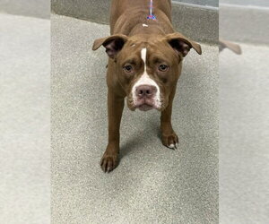 Mutt Dogs for adoption in Las Vegas, NV, USA