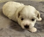Small #3 Havanese