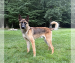 Small #4 Holland Shepherd Mix