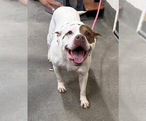 Mutt Dogs for adoption in Forestville, MD, USA