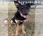 Small German Shepherd Dog Mix
