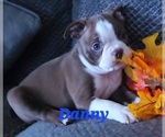 Small Photo #3 Boston Terrier Puppy For Sale in LEXINGTON, IN, USA
