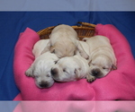 Small Photo #6 Labrador Retriever Puppy For Sale in LORETTO, KY, USA