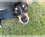 Small Photo #3 Mutt Puppy For Sale in Magnolia Springs, AL, USA