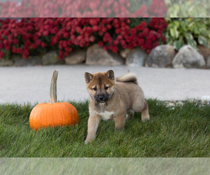 Shiba Inu Puppy for sale in MILLERSBURG, IN, USA