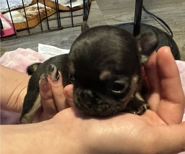 Medium Photo #15 French Bulldog Puppy For Sale in OSWEGO, IL, USA