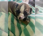 Small Photo #7 Bulldog Puppy For Sale in SANGER, CA, USA