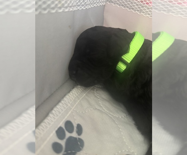 Medium Photo #66 Aussiedoodle-Bernedoodle Mix Puppy For Sale in BELTON, SC, USA