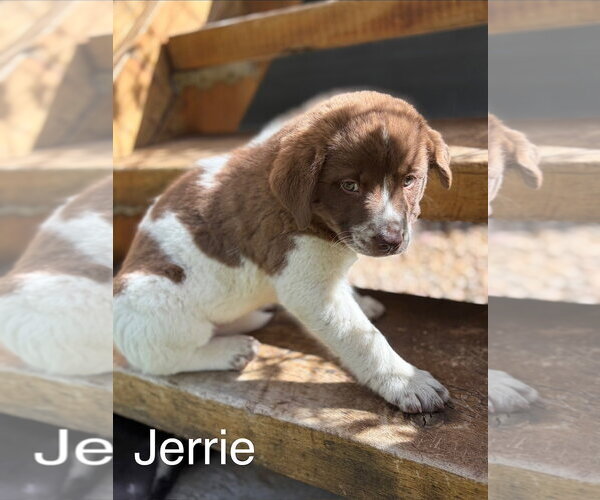 Medium Photo #1 Great Pyrenees-Unknown Mix Puppy For Sale in Tabernash, CO, USA