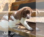 Small Great Pyrenees Mix
