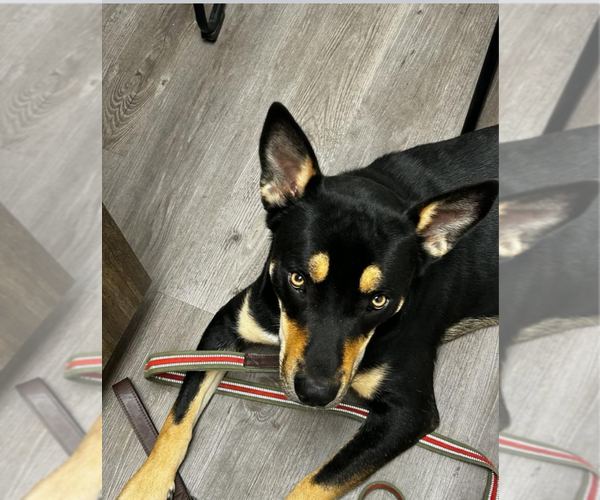 Medium Photo #14 Siberian Husky-Unknown Mix Puppy For Sale in Fort Worth, TX, USA