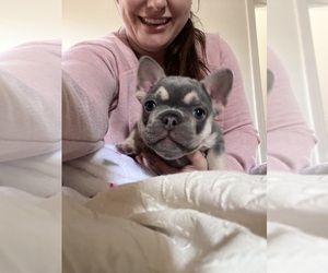 French Bulldog Puppy for sale in BELLE CHASSE, LA, USA