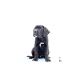 Small #1 Cane Corso