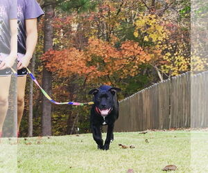 Kamara - Female American Staffordshire Terrier-Labrador Retriever Mix Dog for Adoption - Photo #9