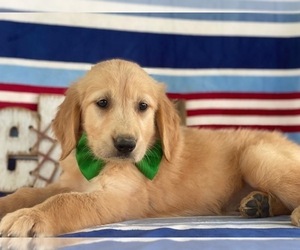 Golden Retriever Puppy for sale in LANCASTER, PA, USA