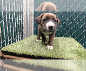 Rottweiler-Unknown Mix Dogs for adoption in Downey, CA, USA