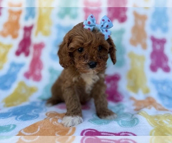 Medium Photo #5 Cavapoo (Miniature) Puppy For Sale in LAKELAND, FL, USA