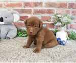 Small #3 Labrador Retriever