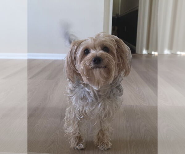 Medium Photo #3 Mutt Puppy For Sale in Allentown,, PA, USA