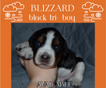 Small Photo #35 English Springer Spaniel Puppy For Sale in LITCHFIELD, MN, USA