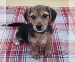 Puppy 2 Beagle-Yorkshire Terrier Mix
