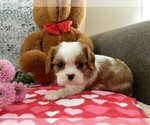 Puppy Missy Cavalier King Charles Spaniel