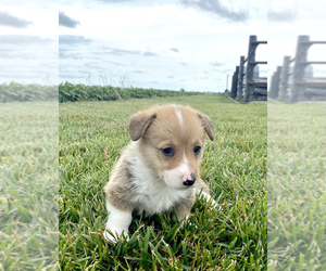 Pembroke Welsh Corgi Puppy for sale in ARTHUR, IL, USA