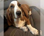 Small #1 Basset Hound