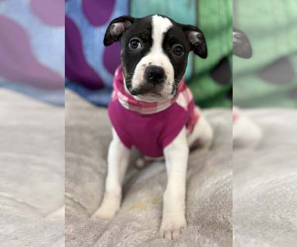 Medium Photo #1 Mutt Puppy For Sale in Clarkston, MI, USA