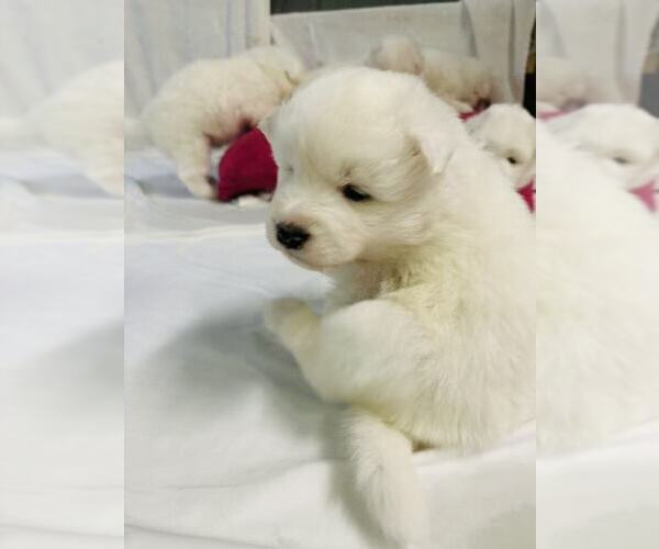 Medium Photo #16 Samoyed Puppy For Sale in DALY CITY, CA, USA