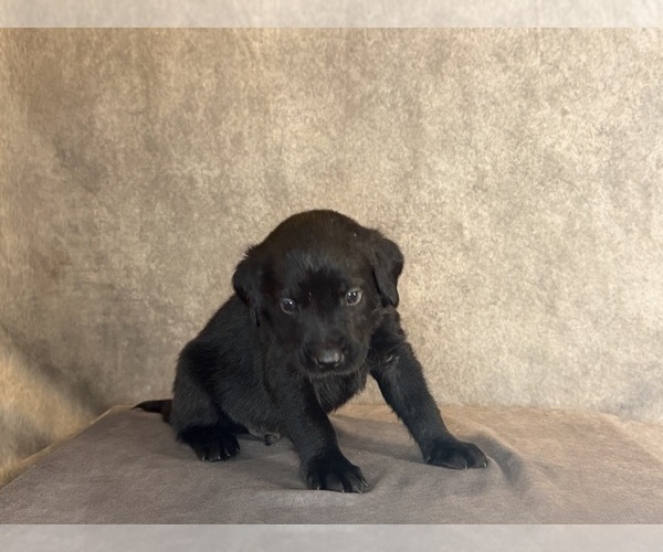 Medium Photo #7 Labrador Retriever Puppy For Sale in WHITNEY, TX, USA