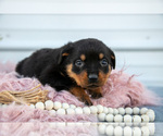 Small Photo #34 Rottweiler Puppy For Sale in BRYANT, IN, USA