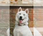 Small #6 Siberian Husky