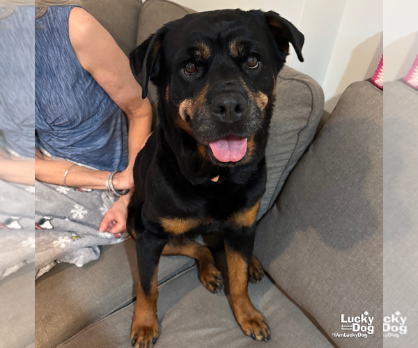 Medium Photo #12 Rottweiler-Unknown Mix Puppy For Sale in Washington, DC, USA